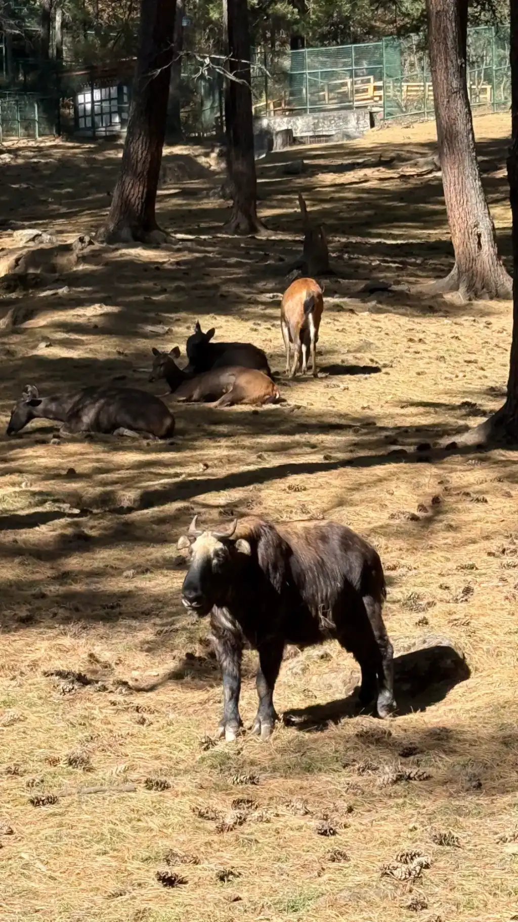 Takin Preserve