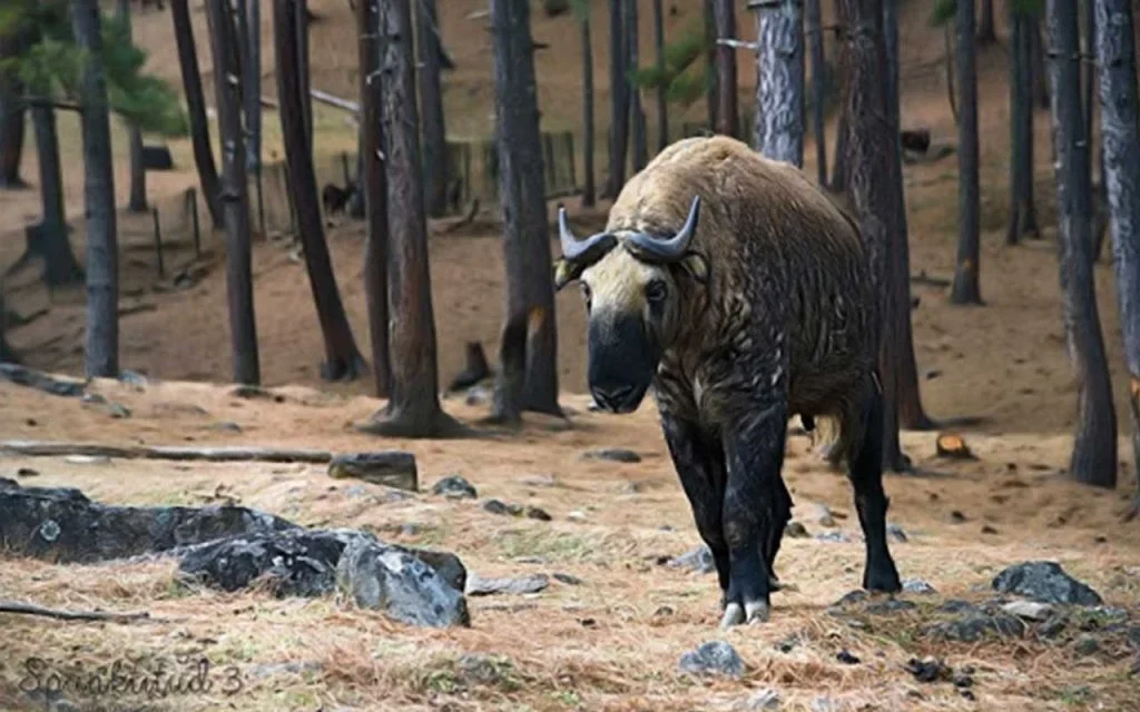 Takin Preserve