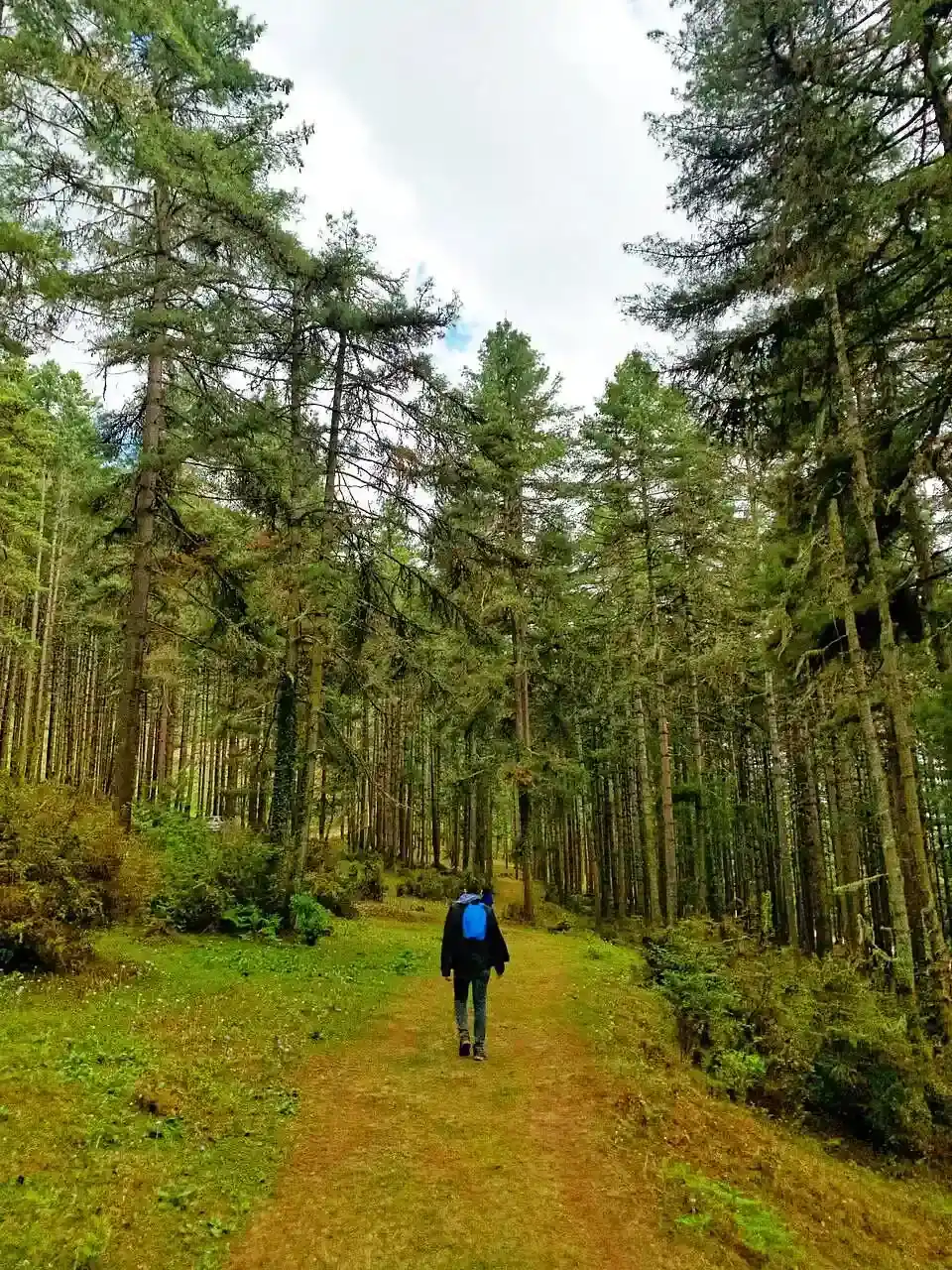 Gangtey Nature Trail