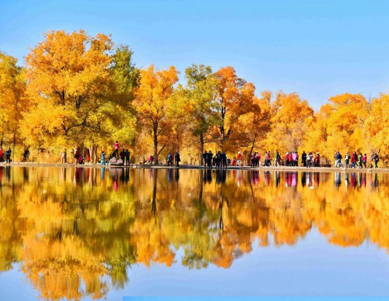Jinta Populus Euphratica Forest Scenic Area