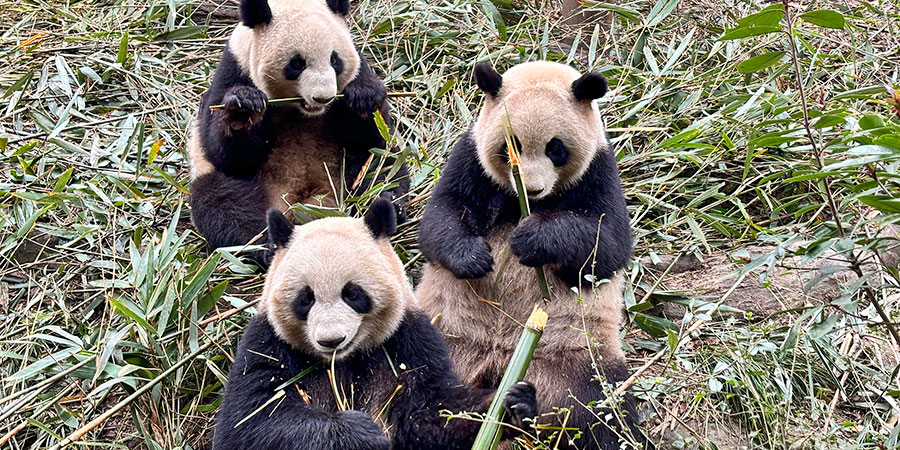 Dujiangyan Panda Valley