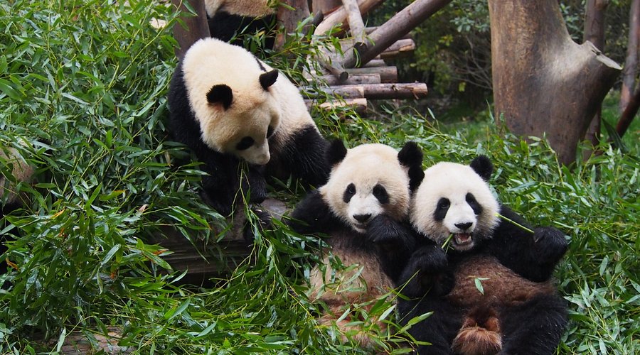 Giant Panda Breeding Center