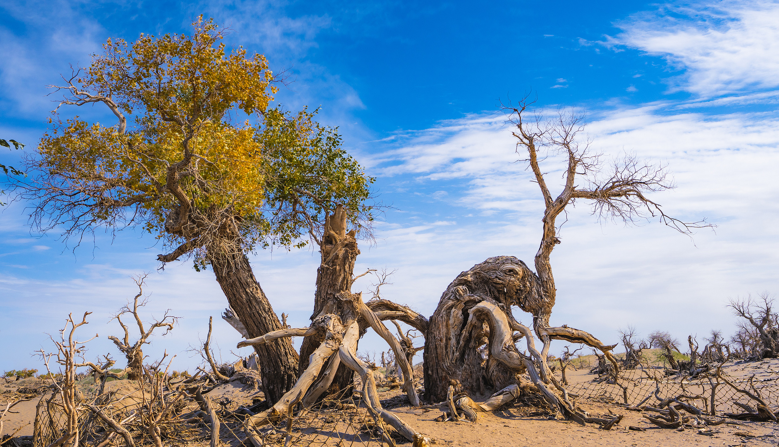 Ejina Banner Populus Euphratica Forest
